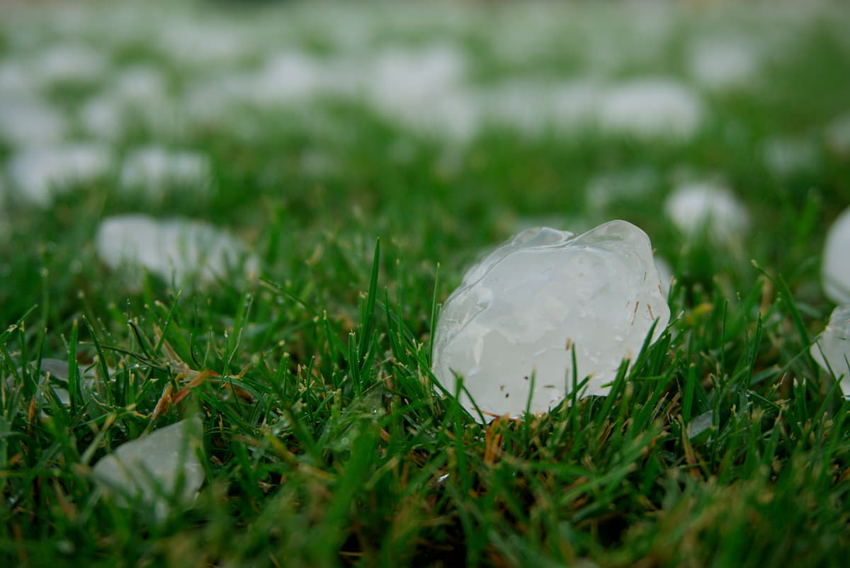 Close-up of hailstones resting on grass.