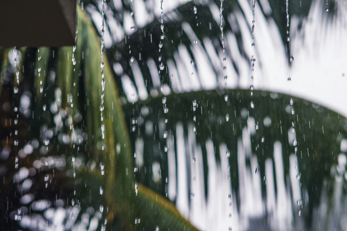 Raindrops falling with blurred coconut trees in the background.